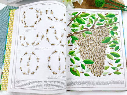 Buch „Bienen“